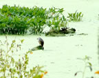 duck.jpg (219kb)