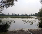 marsh01.jpg (38kb)