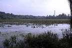 marsh05.jpg (40kb)