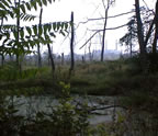 marsh08.jpg (40kb)