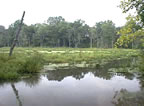 marsh09.jpg (47kb)