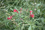 marsh12.jpg (35kb)