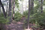 marsh13.jpg (29kb)