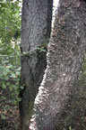 marsh14.jpg (29kb)