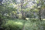 marsh15.jpg (34kb)