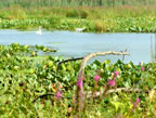 swan.jpg (226kb)