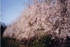 Weeping Cherry Row (58kb)