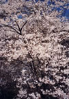 Cherry Blossoms (73kb)