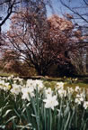 Spring Scene, Princeton Nursery Lands (64kb)