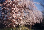 Cherry and Magnolia (68kb)