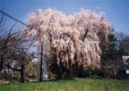 Weeping Cherries, corner of Division and Mapleton (65kb)