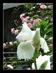 Iris Bloom, Kingston Garden (74kb)