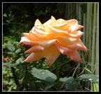 Rose Bloom, Kingston Garden (83kb)