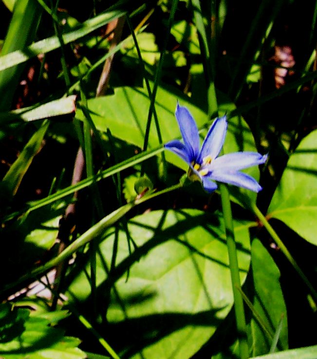 Blue-Eyed Grass