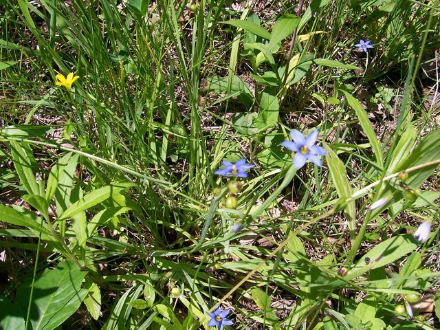 Wildflowers
