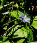 Blue-Eyed Grass (80kb)