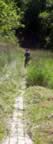 Clearing the Trail (33kb)