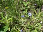 Wildflowers (130kb)