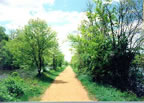 Towpath in Summer (48kb)