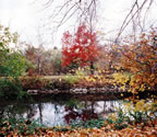 Fall Foliage along the Towpath (129kb)
