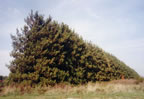 Hedgerow, Princeton Nursery Lands (59kb)
