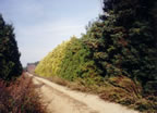 Old Sand Road, Princeton Nurseries Lands (79kb)