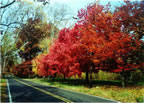 West Mapleton Road (77kb)