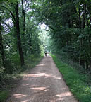 Summer Towpath Tree Canopy (49kb)