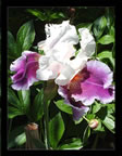 Iris--a local beauty (79kb)