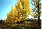 Ginkgo Trees on Princeton Nursery Lands (97kb)